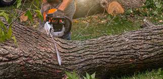How Our Tree Care Process Works  in  Islamorada Village Of Islands, FL