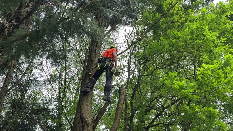 Best Lot and Land Clearing  in Islamorada Village Of Islands, FL