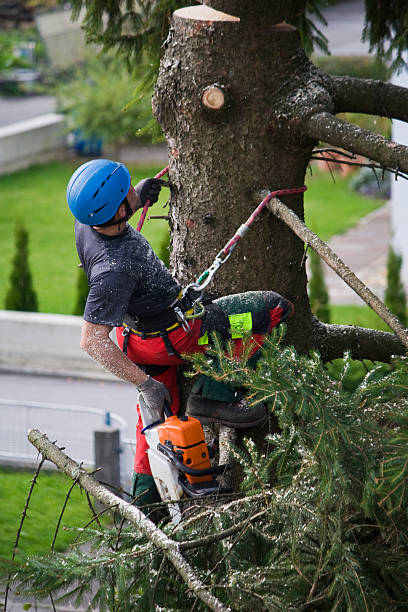 Best Root Management and Removal  in Islamorada Village Of Islands, FL