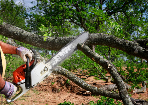 Best Emergency Tree Removal  in Islamorada Village Of Islands, FL